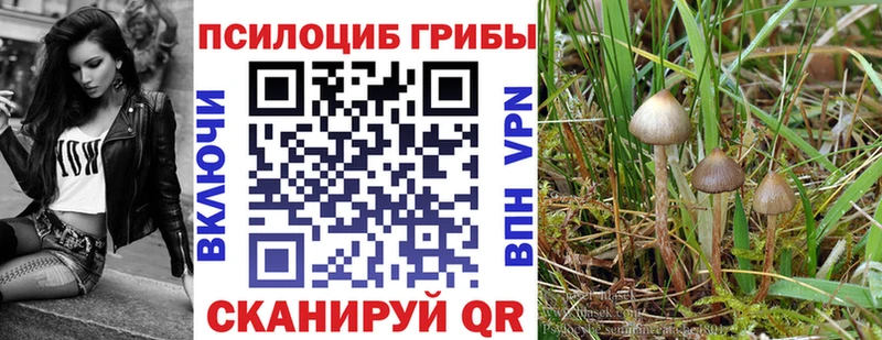 Псилоцибиновые грибы Psilocybe  Новомичуринск 